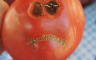 Are you settling for Grocery Store Tomatoes?